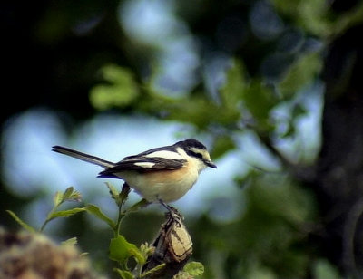 Masktrnskata Lanius nubicus Masked Shrike