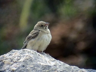 Blek stensparv Pale Rock Sparrow Carpospiza brachydactyla