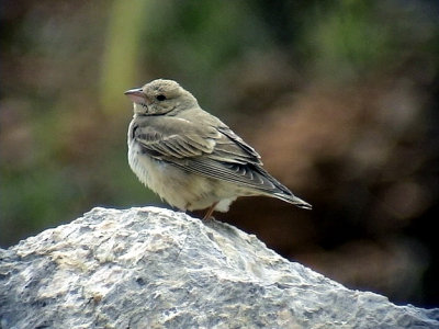 Blek stensparv Pale Rock Sparrow Carpospiza brachydactyla