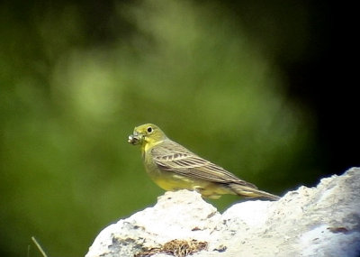 Gulgr sparv Cinereous Bunting Emberiza cineracea (semenowi)