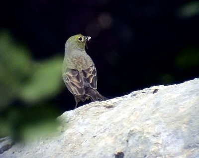Gulgrå sparv Cinereous Bunting Emberiza cineracea (semenowi)