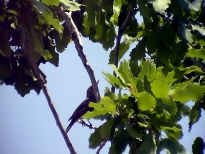 Olivsngare Oliv-tree Warbler Hippolais olivetorum