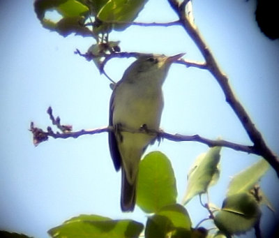 Olivsngare Oliv-tree Warbler Hippolais olivetorum