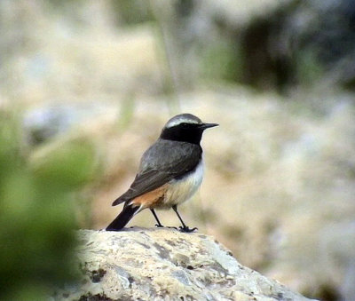 Kurdstenskvtta Red-tailed Weatear Oenanthe xanthiprymna