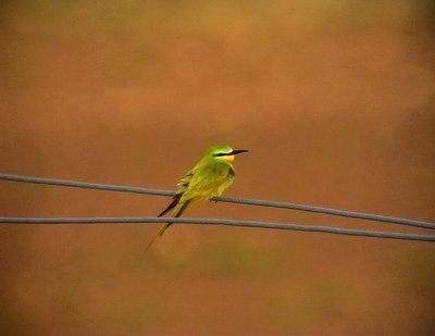 Grn bitare Merops persicus Blue-cheeked Bee-eater