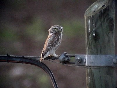 Minervauggla Little Owl Athena noctua