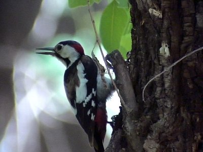 Balkanspett Syrian Woodpecker Dendracupus syriacus