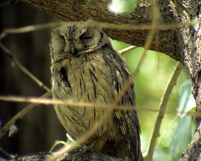 Blek dvrguv Striated Scops-Owl Otus brucei