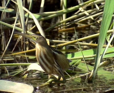 Dvrgrrdrom Little Bittern Ixobrychus minutus	