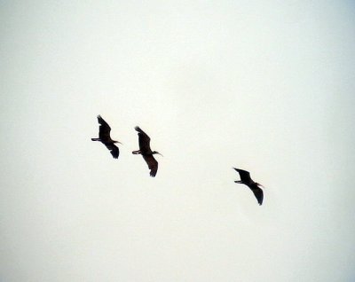 Eremitibis<br> Bald Ibis<br> Beronticus eremita