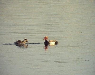 Rdhuvad dykand Red-crested Pochard Netta rufina	