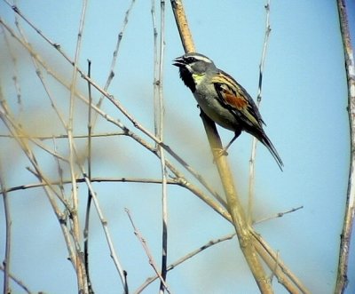 Tamarisksparv Dead sea Sparrow Passer moabiticus