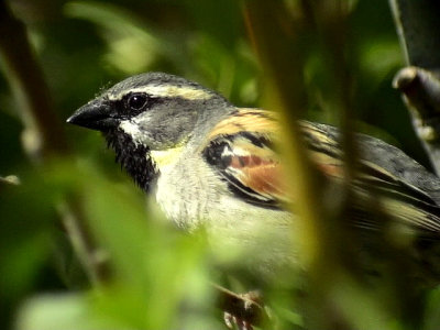 Tamarisksparv Dead sea Sparrow Passer moabiticus