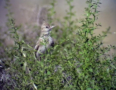 Tofslrka Crested Lark 	Galerida cristata	