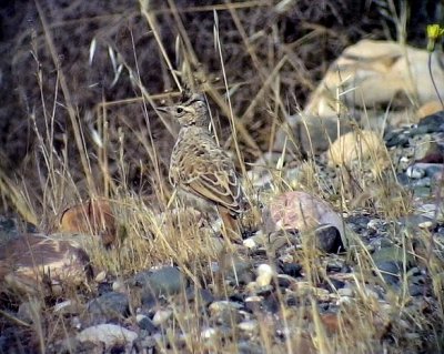 Tofslrka Crested Lark 	Galerida cristata	