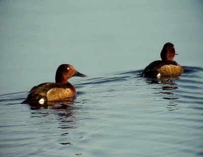 Vitgd dykand Ferruginous Duck Aythya nyroca	