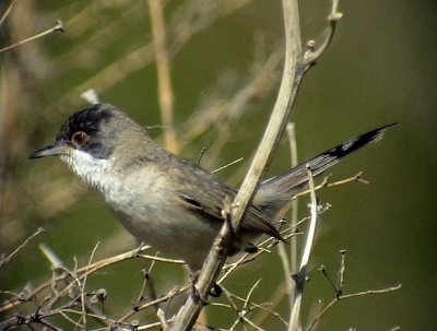 stlig sammetshtta Menetriess Warbler Sylvia mystaecea (rubescens)