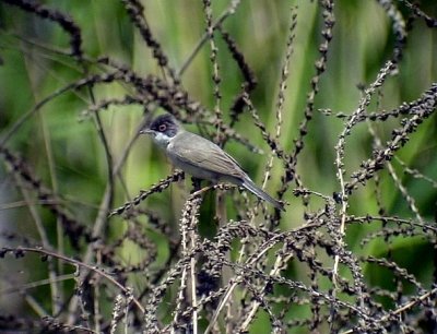 stlig sammetshtta Menetriess Warbler Sylvia mystaecea (rubescens)