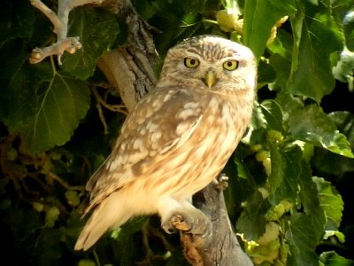 Minervauggla Little Owl Athena noctua(lilith)