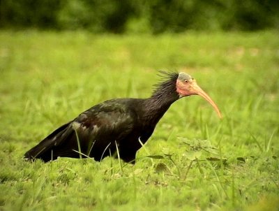 Eremitibis Bald Ibis Beronticus eremita