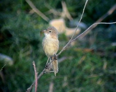 Irak skriktrast Iraq Babbler Turdoides altirostris