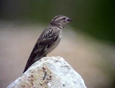 Stensparv Rock Sparrow Petronia petronia