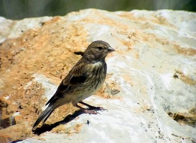 Hämpling Linnet Carduelis cannabina bella