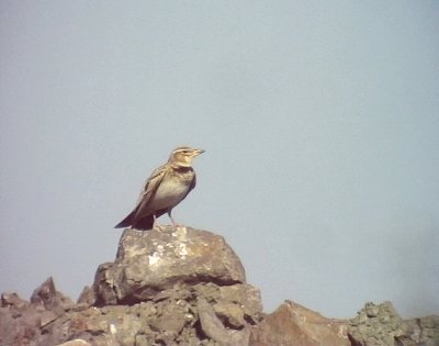 Asiatisk kalanderlrka Bimaculated Lark Melanocorypha bimaculata