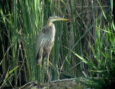 Purpurhger  Purple Heron Ardea purpurea