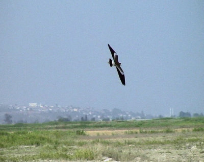 Sporrvipa Spur-winged Plover Vanellus spinosus