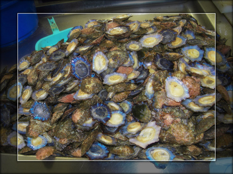 2009 - Lapas (Limpets)