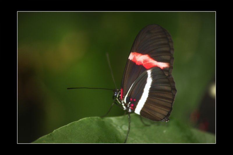 2009 - Butterfly Conservatory