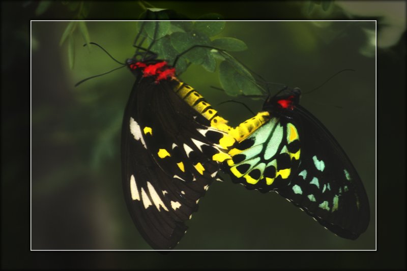 2009 - Butterfly Conservatory