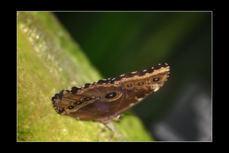 2009 - Butterfly Conservatory