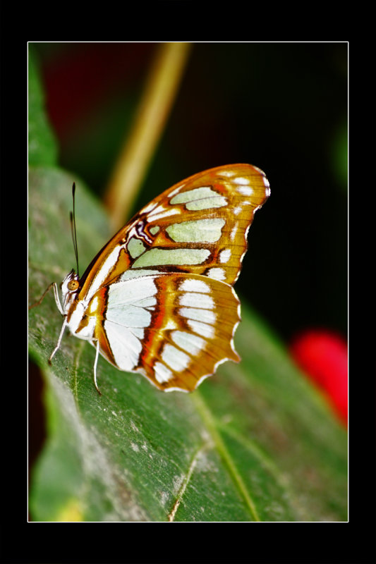 2009 - Butterfly Conservatory