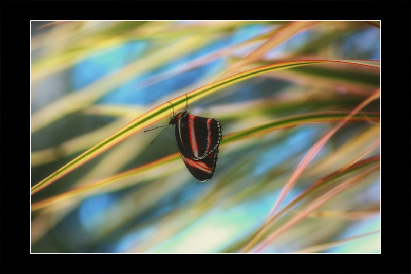 2009 - Butterfly Conservatory