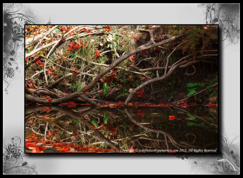2012 - Autumn Colours - Wilket Creek Park, Toronto