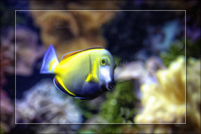 2008 - Chicago - Shedd Aquarium