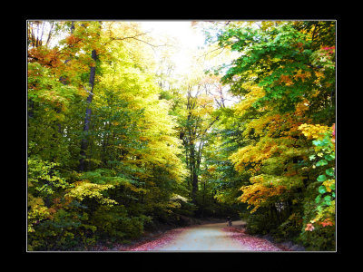 2008 - Fall Colours - Wilket Creek