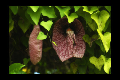 2009 - Botanical Garden - Funchal, Madeira