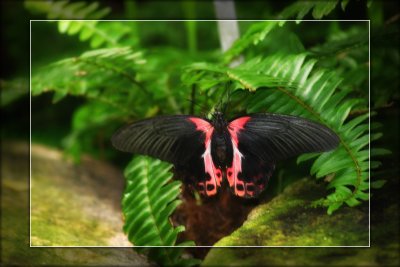 2009 - Butterfly Conservatory