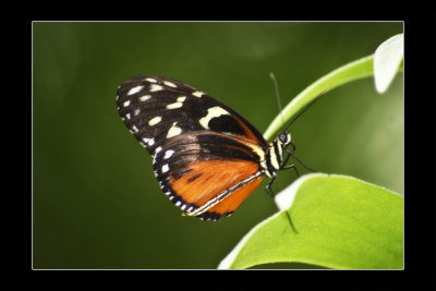 2009 - Butterfly Conservatory