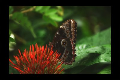 2009 - Butterfly Conservatory