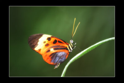 2009 - Butterfly Conservatory