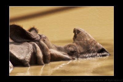 2010 - Toronto Zoo, Ontario - Canada