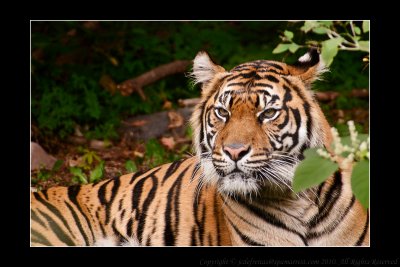 2010 - Toronto Zoo, Ontario - Canada