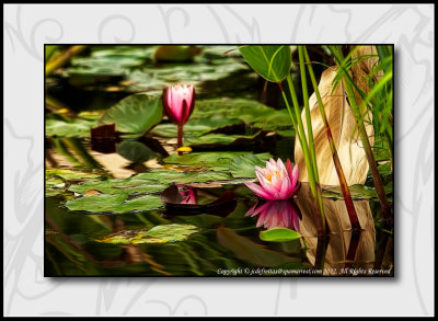 2012 - Water Lily - Royal Botanical Garden - Burlington, Ontario - Canada