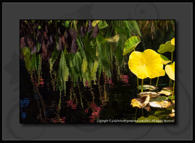 2012 - Reflections - Variegated Water Canna Lily - Royal Botanical Garden - Burlington, Ontario - Canada