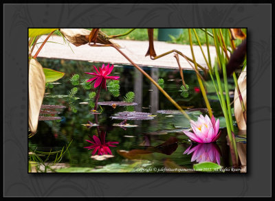 2012 - Reflections, Water Lily - Royal Botanical Garden - Burlington, Ontario - Canada