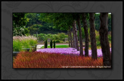 2012 - Autumn Crocus & Grasses - Niagara Parks' Botanical Gardens - Niagara Falls, Ontario - Canada